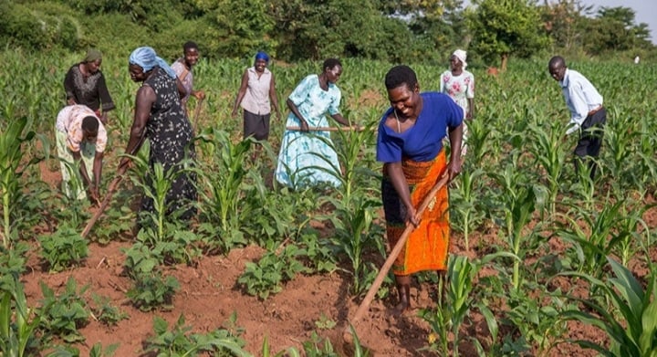 Poverty Alleviation